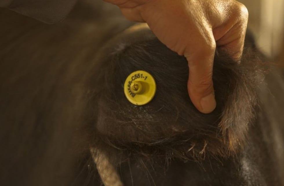 Normativa en la implementación para la identificación del ganado bovino: primeros pasos