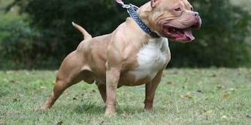Pitbulls\u002E
