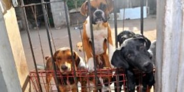 Las protectoras consideran que el centro de adopciu00f3n su00f3lo beneficiaru00e1 a las mascotas que estu00e9n saludables.
