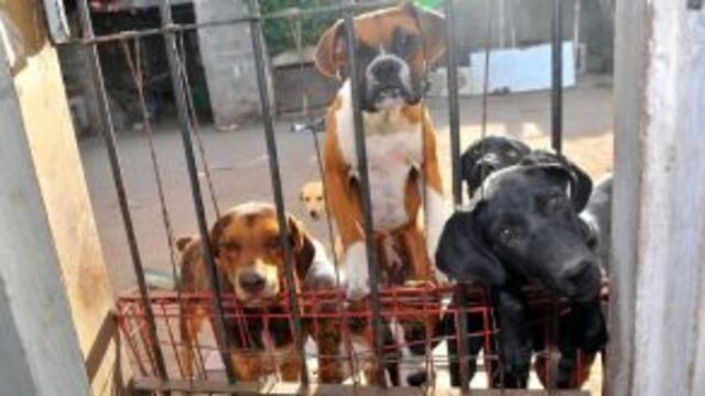 Las protectoras consideran que el centro de adopciu00f3n su00f3lo beneficiaru00e1 a las mascotas que estu00e9n saludables.