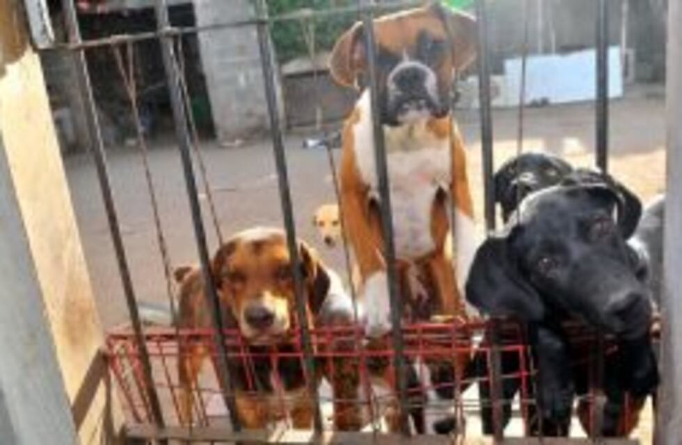 Entidades animalistas protestarán en el Concejo por la aplicación de dos nuevos proyectos