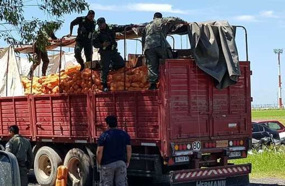 Descubrieron 560 loros habladores escondidos en un camión de zapallos