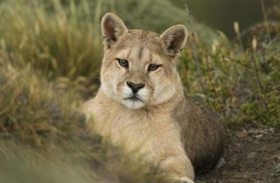 Este lunes Ambiente reinsertará en su hábitat un puma rescatado
