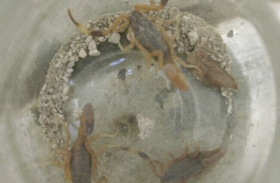 Para los alacranes, ya no hay temporada alta