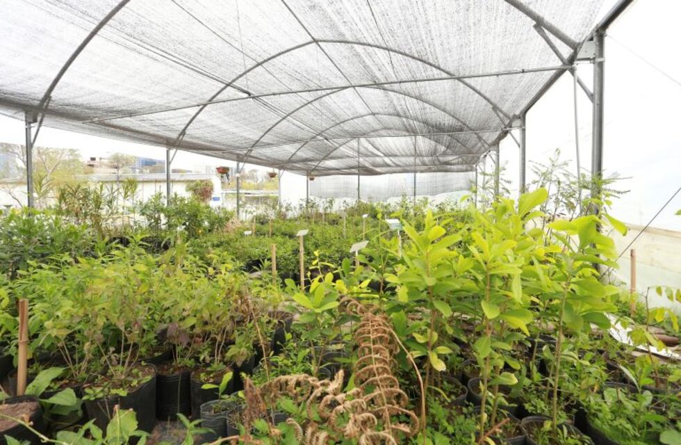 Detuvieron a dos ladrones que huían tras robar plantines y macetas de un vivero de Pérez