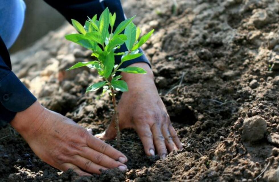 Parque Siquiman: celebrarán a la Pachamama plantando árboles