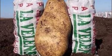 Cosecharon una papa gigante en Tandil