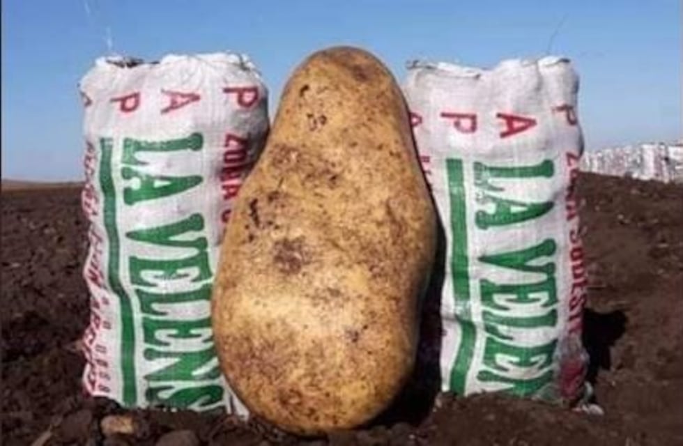 Tandil: la sorpresa de un grupo de agricultores al cosechar una papa gigante