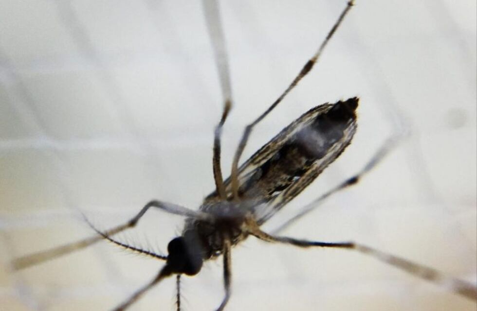 En menos de un mes se registraron 44 casos de dengue en Santa Fe