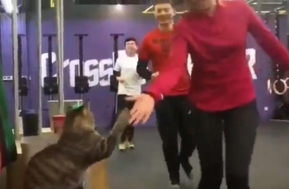 Viral: el gato que alienta a los deportistas en el gimnasio