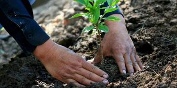 Villa del Prado: reforestarán la plaza central (Web)\u002E