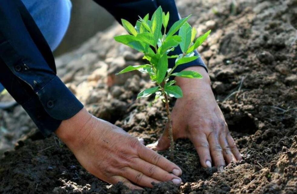 Villa del Prado: reforestarán la plaza central