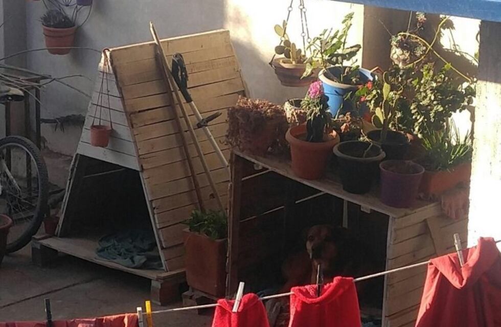 Robó, se escondió en la cucha del perro, el pichicho lo delató