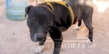 El perro está atado y sedado\u002E