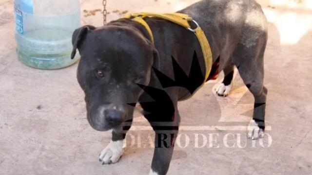 El perro está atado y sedado\u002E