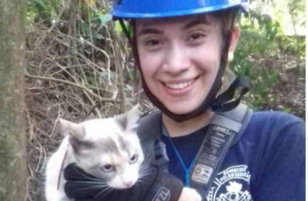 Un gato estuvo 3 días en un árbol hasta ser rescatado por los Bomberos en Iguazú