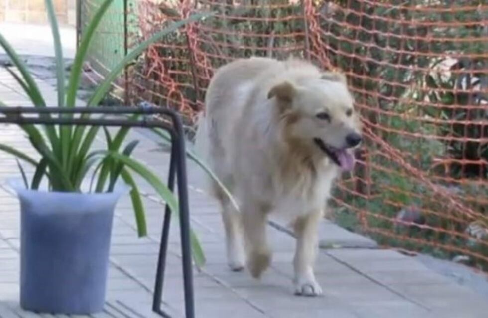 Tony, el perro que vive en el cementerio donde está su dueña
