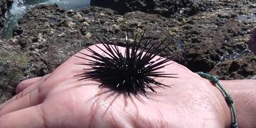 Erizo de mar\u002E