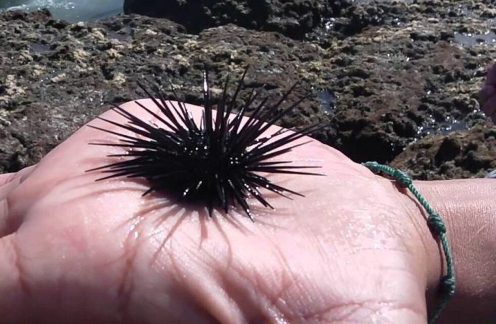 Científicos de Chubut detectan molécula de erizo eficaz contra el coronavirus