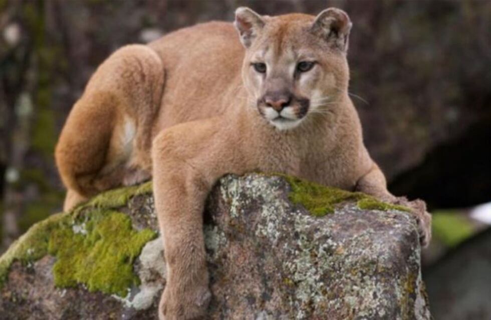 Un puma muere atropellado en la ruta nacional a la altura de Palpalá