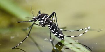 Mosquito Aedes aegypti\nCrédito: Web