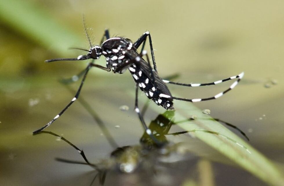 Dengue: el número asciende a 66 en Gualeguaychú