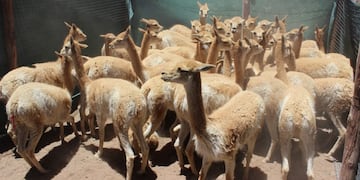 Vicuñas de Jujuy