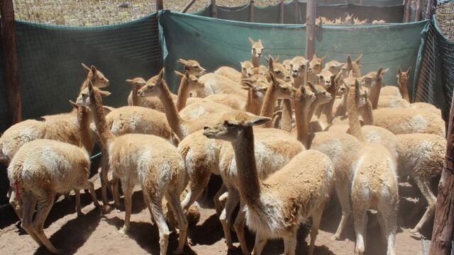 Vicuñas de Jujuy