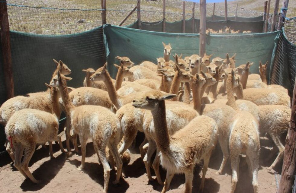 Fibra de vicuña: proyectan producir en la Puna jujeña textiles de exportación