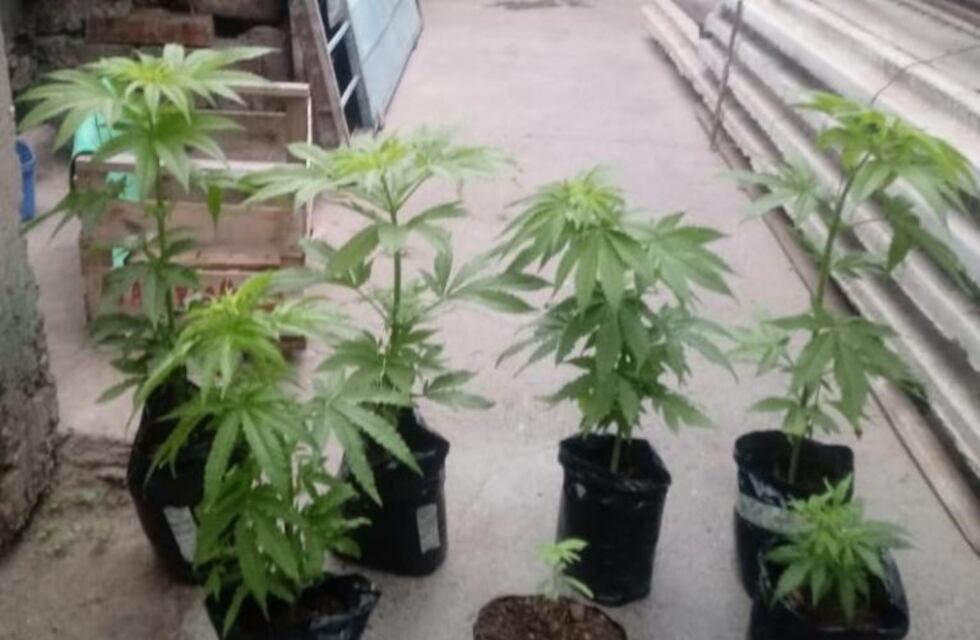Jardinero desafortunado: cultivaba marihuana y lo descubrieron por colgarse de la luz