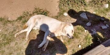 Alta Gracia\u002E envenenamiento de perros\u002E Créditos: Redacción Alta Gracia