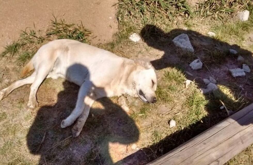Villa Camiares: continúan las denuncias por envenenamiento de perros