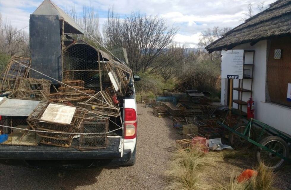 Rescataron más de 100 aves silvestres destinadas al mercado ilegal