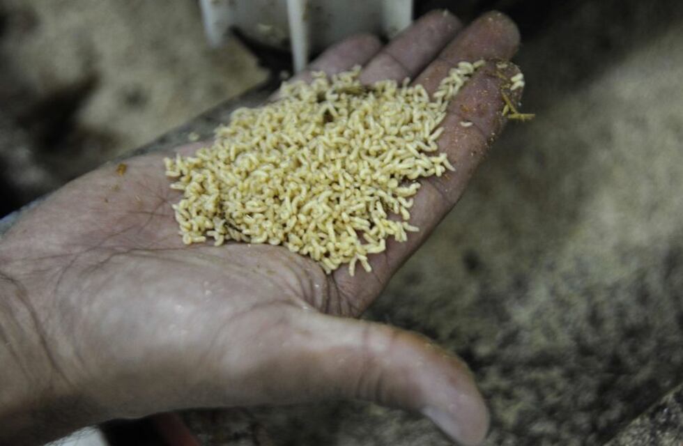 La aparición de la mosca del mediterráneo pone en alerta a Mendoza