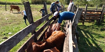 Vacunación de ganado vacuno en una de las mangas de corrales misioneros\u002E