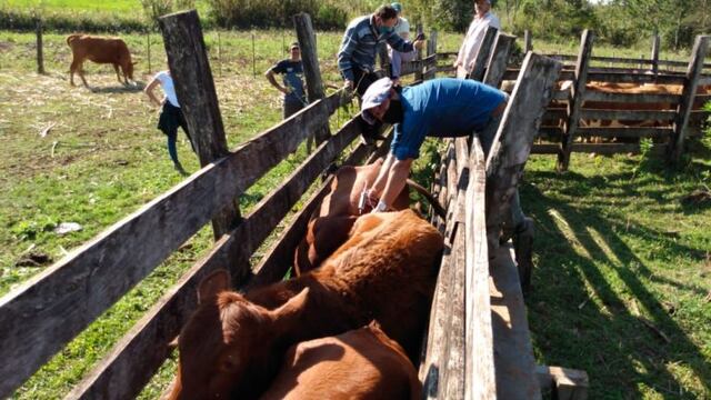 Trabajo de hacienda en la manga