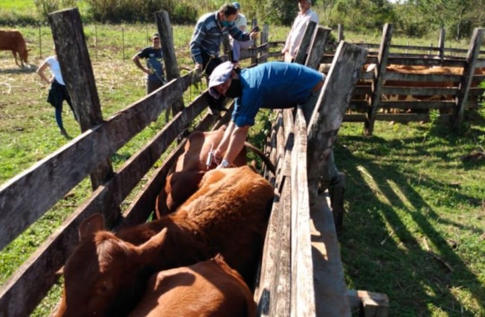 Estudian llegar a productores que no vacunaron rodeos contra la aftosa