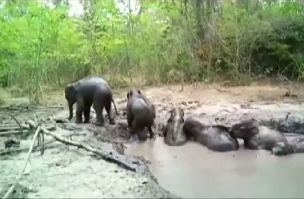 El rescate de seis elefantes bebés que se hizo viral