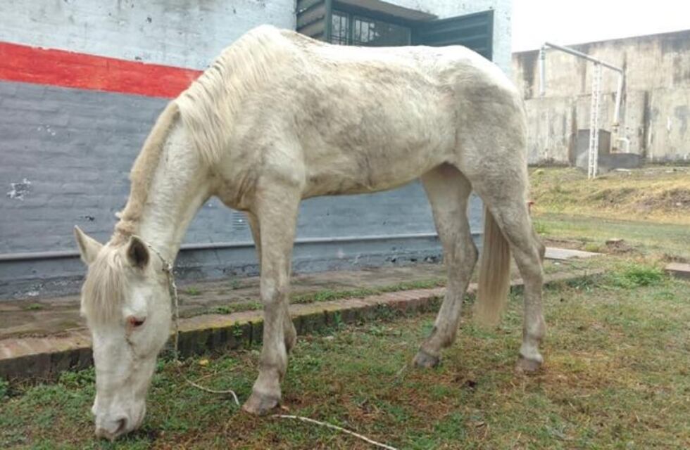 Encontraron a los dueños de la yegua de Carlos Paz