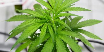 Un menor de 15 años consumió caramelos con marihuana y se descompuso