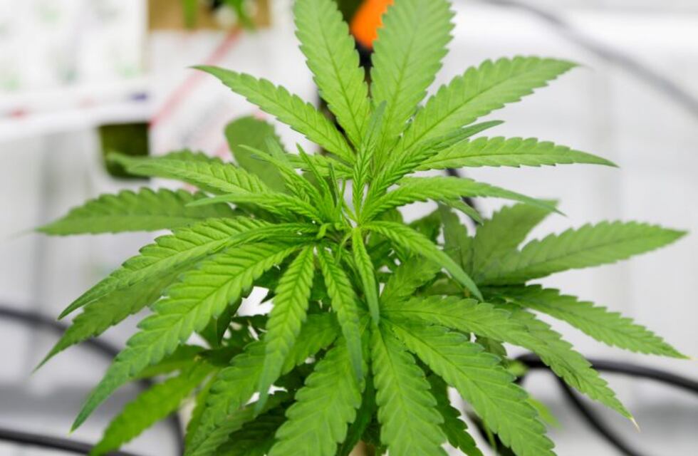 Un menor de 15 años consumió caramelos con marihuana y se descompuso