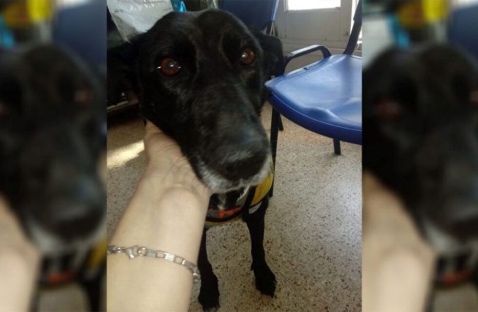 Organizan una rifa para ayudar a la perrita despellejada en Cacheuta