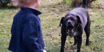 Un perro mordió a un niño en San Rafael - Imagen ilustrativa (Web)