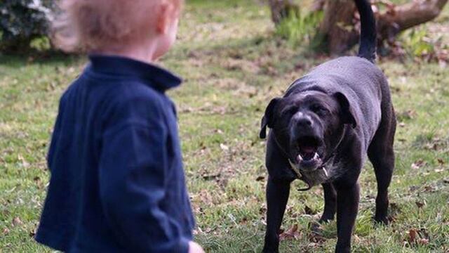 Un perro mordió a un niño en Huinca Renancó (Web)