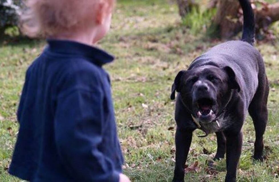 Un niño de tres años sufrió gravísimas heridas en el rostro por la mordida de un perro