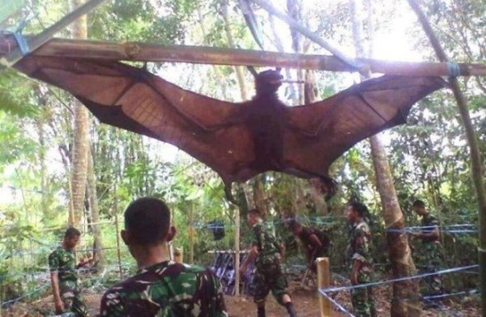 ¡Increíble! Capturaron a un murciélago gigante de casi 2 metros