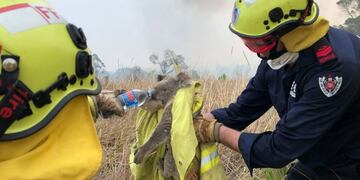 La situación de los animales en Australia\u002E (NYT)
