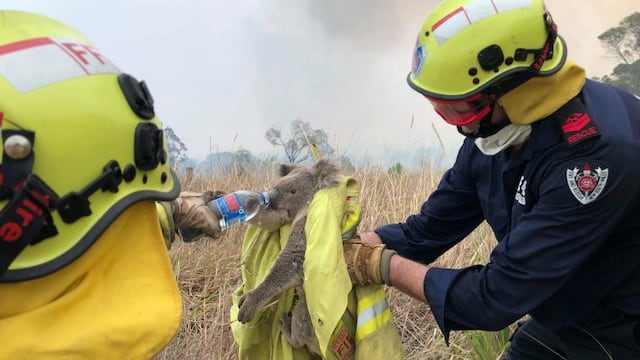 La situación de los animales en Australia\u002E (NYT)