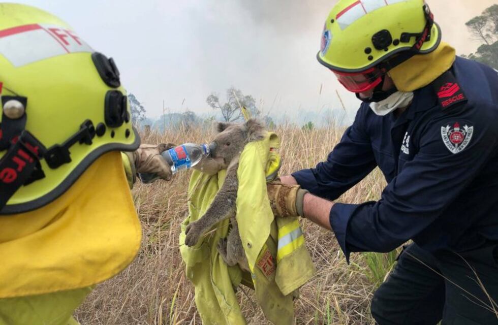 Australia: murieron casi 500 millones de animales por los incendios