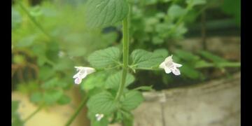 Proponen que se declare como flor de la provincia de Córdoba a la Peperina\u002E